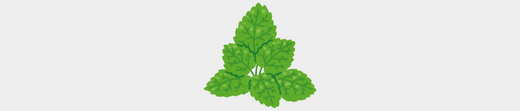 L'huile essentielle de Menthe verte