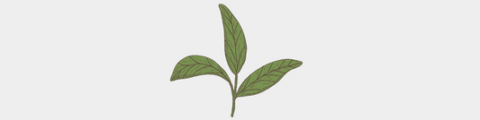 L'huile essentielle de Tea tree
