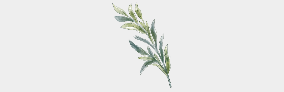 L'huile essentielle d'Eucalyptus citronné
