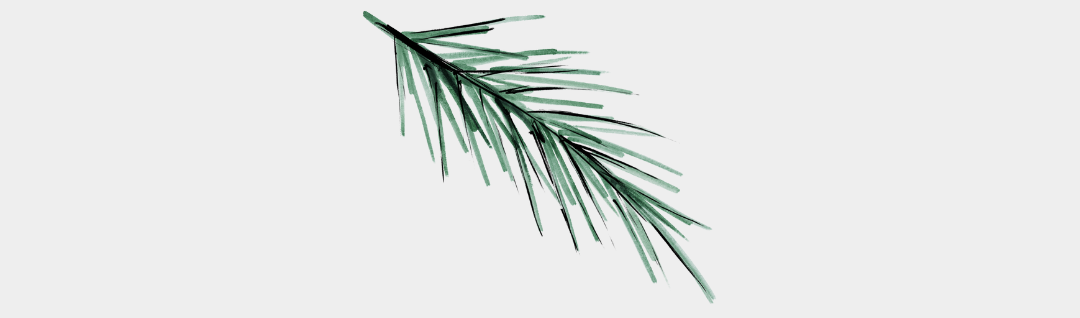 L'huile essentielle de Sapin baumier