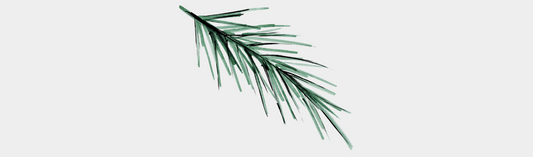L'huile essentielle de Sapin baumier