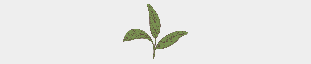 L'huile essentielle de Tea tree citronné