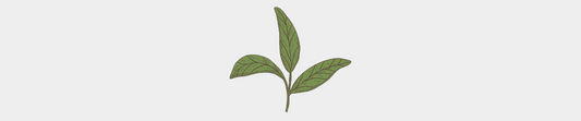 L'huile essentielle de Tea tree citronné