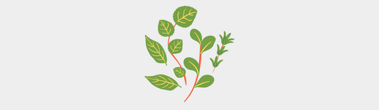 L'huile essentielle de Marjolaine des jardins