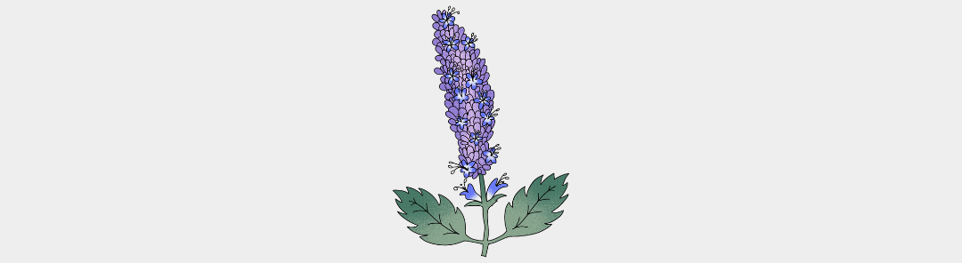 L'huile essentielle de Patchouli