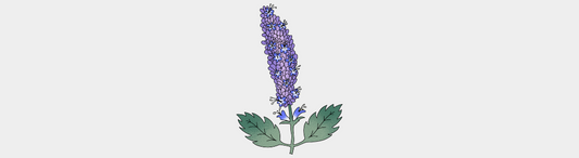 L'huile essentielle de Patchouli