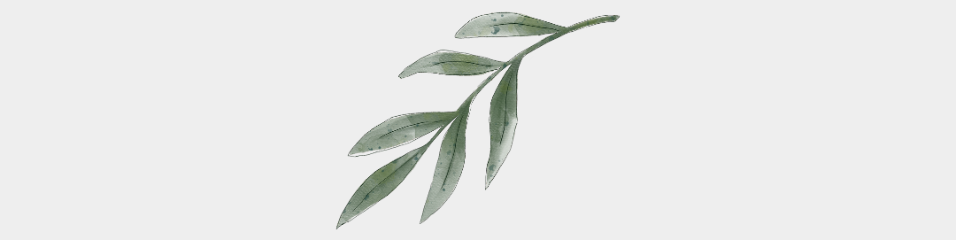 L'huile essentielle de Ravintsara