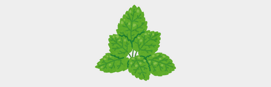 L'huile essentielle de Menthe des champs
