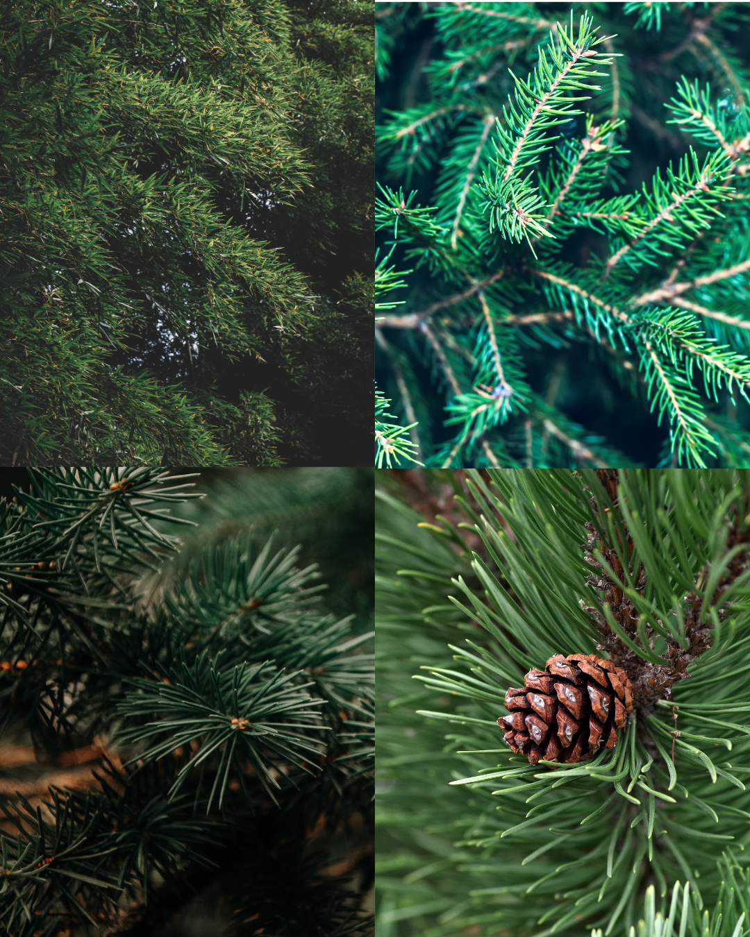 Diffuseur Balade en forêt 🌲