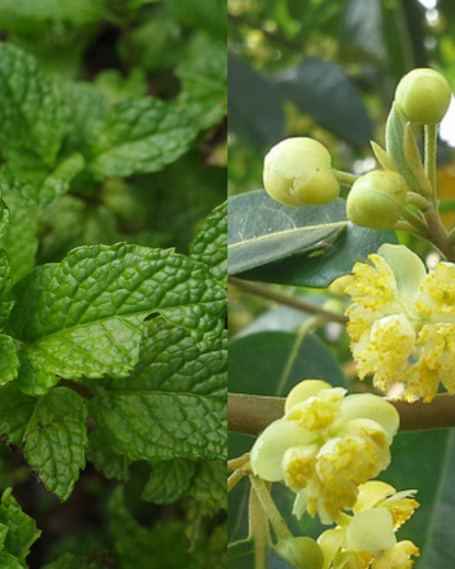 Fondant Verveine Menthe 🌱